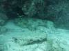 Dive3-3 Pams Point-108 Dive3-3 Pams Point