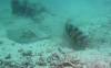 Dive3-3 Pams Point-125 Dive3-3 Pams Point