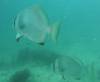 Dive3-3 Pams Point-135 Dive3-3 Pams Point