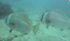 Dive3-3 Pams Point-138 Dive3-3 Pams Point