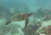 Dive4-3 Pams Point-115 Dive4-3 Pams Point
