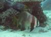 100 - Dive2-1 Coral Cascades
