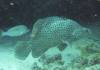 110 - Dive2-1 Coral Cascades