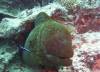 118 - Dive2-1 Coral Cascades
