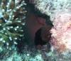 127 - Dive2-1 Coral Cascades
