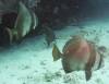 129 - Dive2-1 Coral Cascades