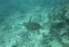 105 - Dive2-3 Gorgons Hole
