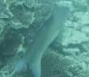 112 - Dive2-3 Gorgons Hole