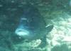113 - Dive2-3 Gorgons Hole