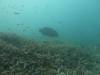 117 - Dive2-3 Gorgons Hole