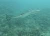 122 - Dive2-3 Gorgons Hole