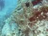 105 - Dive4-1 3 Rocks
