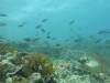 114 - Dive4-1 3 Rocks