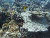 115 - Dive4-1 3 Rocks