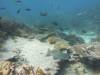 116 - Dive4-1 3 Rocks
