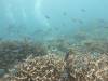 119 - Dive4-1 3 Rocks