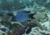 124 - Dive4-1 3 Rocks
