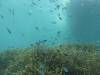 127 - Dive4-1 3 Rocks