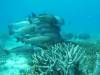 131 - Dive4-1 3 Rocks