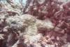 134 - Dive4-1 3 Rocks