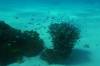 135 - Dive4-1 3 Rocks