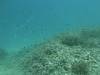 105 - Dive4-2 Pams Point