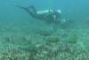 101 - Dive5-2 Coral Canyons