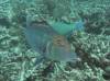 102 - Dive5-2 Coral Canyons