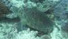 103 - Dive5-2 Coral Canyons