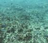 104 - Dive5-2 Coral Canyons