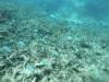 105 - Dive5-2 Coral Canyons