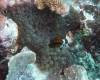 106 - Dive5-2 Coral Canyons