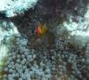107 - Dive5-2 Coral Canyons