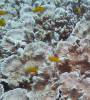 108 - Dive5-2 Coral Canyons