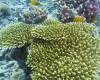 109 - Dive5-2 Coral Canyons