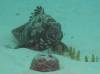 102 - Dive5-3 Coral Cascades