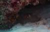 105 - Dive5-3 Coral Cascades