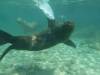 104 - Day6-Snorkel1 Floreana
