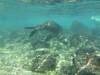 116 - Day6-Snorkel1 Floreana