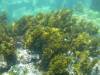 119 - Day6-Snorkel1 Floreana