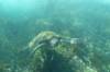 121 - Day6-Snorkel1 Floreana
