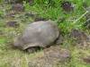 103 - Day8-Hike2-San Cristobal Tortoise Habitat
