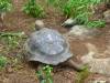 108 - Day8-Hike2-San Cristobal Tortoise Habitat