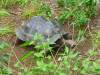 113 - Day8-Hike2-San Cristobal Tortoise Habitat