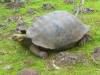 118 - Day8-Hike2-San Cristobal Tortoise Habitat