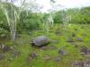 119 - Day8-Hike2-San Cristobal Tortoise Habitat