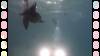 Dive1-1 Isla Lobos-104 Dive1-1 Isla Lobos