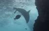 Dive3-3 Wolf-The Point-103 Dive3-3 Wolf-The Point