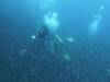Dive3-3 Wolf-The Point-104 Dive3-3 Wolf-The Point