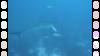 Dive3-3 Wolf-The Point-106 Dive3-3 Wolf-The Point